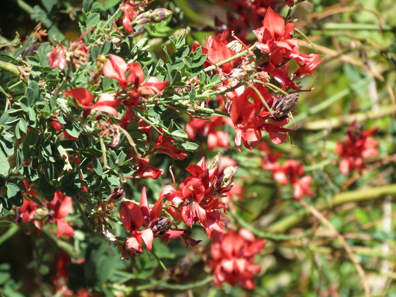 Indigofera fulcrata photo 7