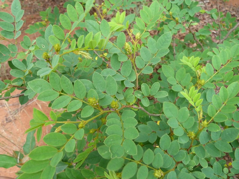 Indigofera fulgens