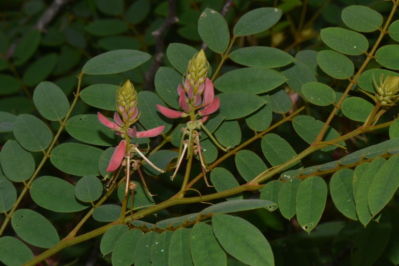 Indigofera fulgens photo 2