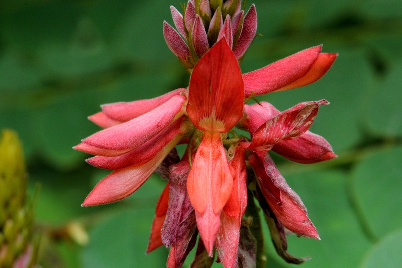 Indigofera fulgens photo 3