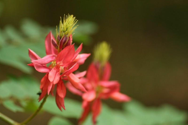 Indigofera fulgens photo 4