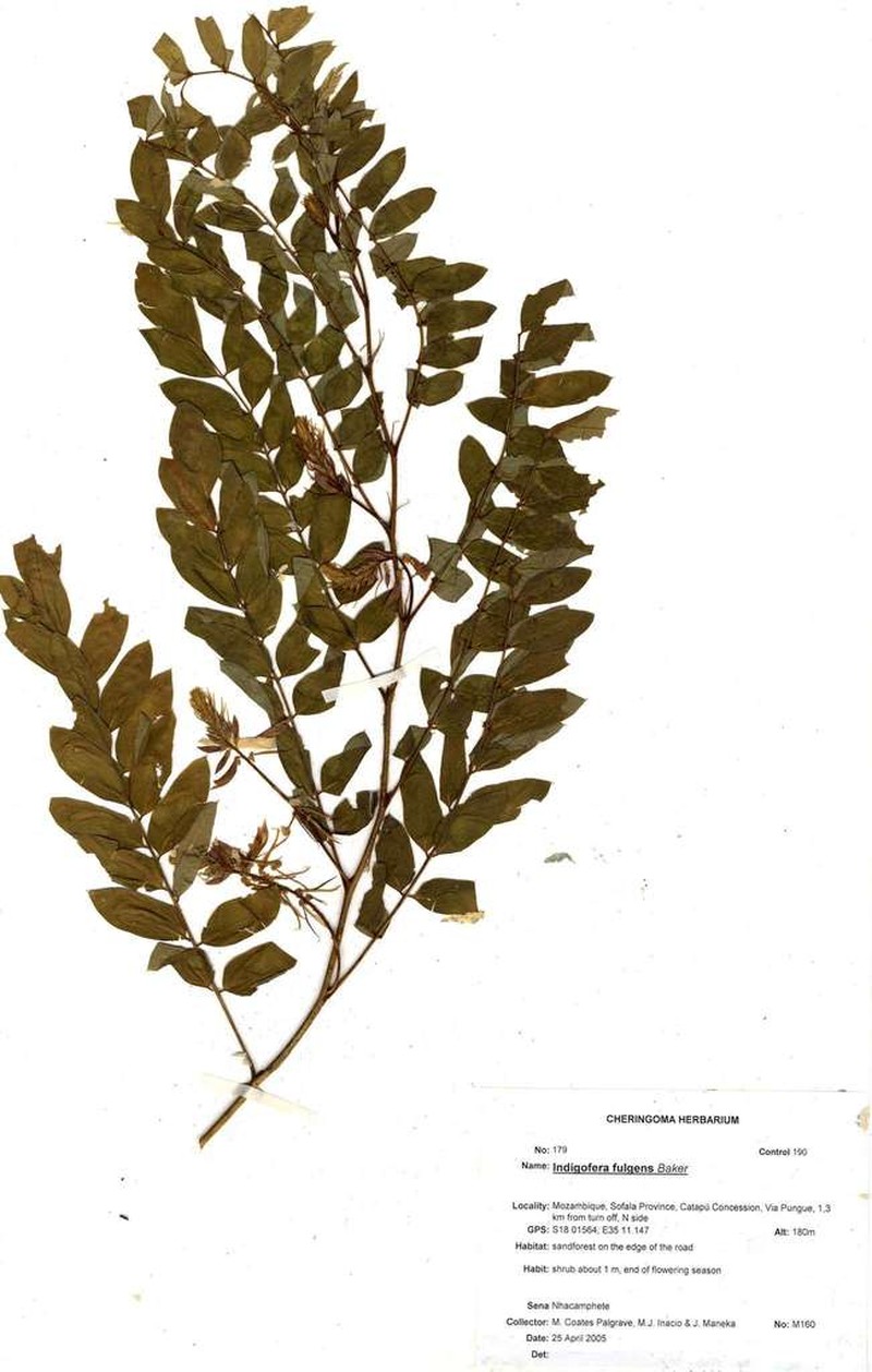 Indigofera fulgens photo 5