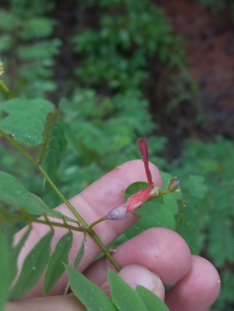 Indigofera fulgens photo 6