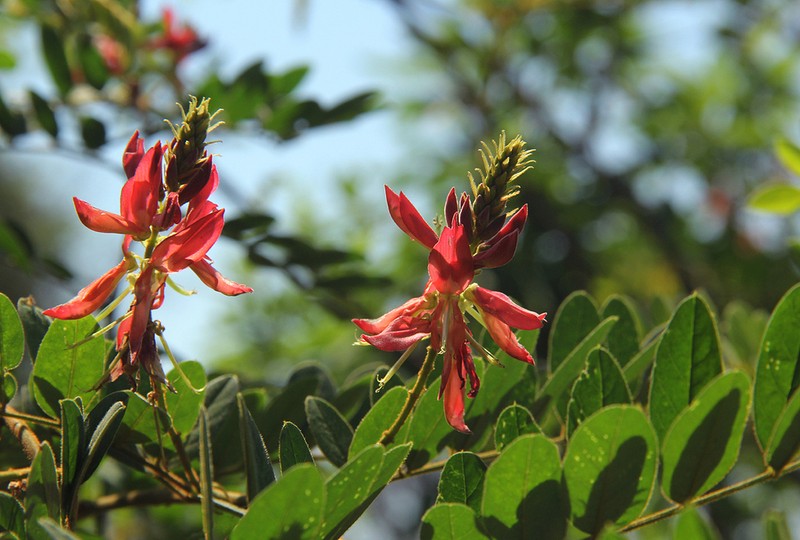 Indigofera fulgens photo 7