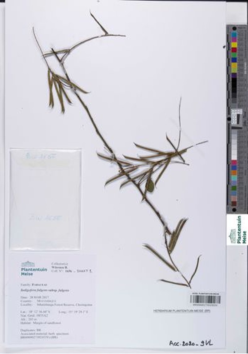 Indigofera fulgens photo 8