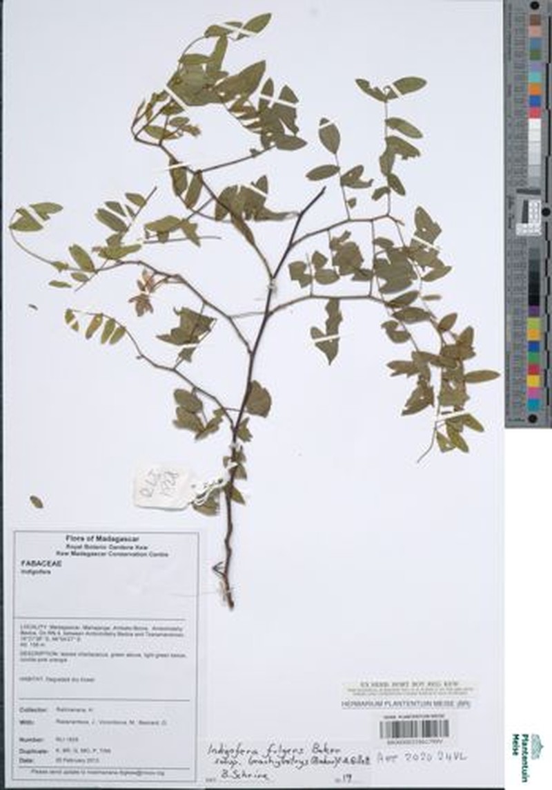 Indigofera fulgens subsp. brachybotrys