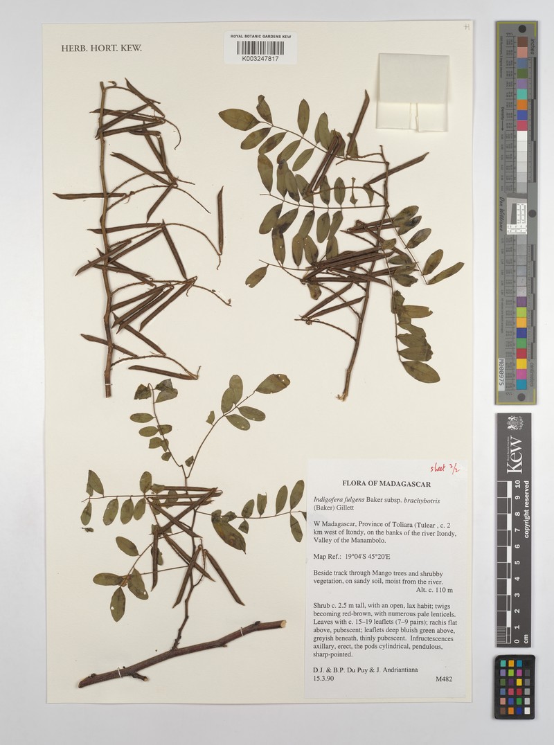 Indigofera fulgens subsp. brachybotrys photo 2