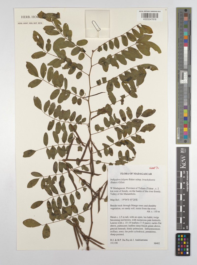 Indigofera fulgens subsp. brachybotrys photo 3
