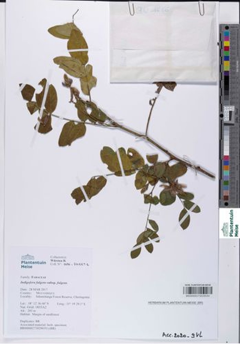 Indigofera fulgens subsp. fulgens photo 2