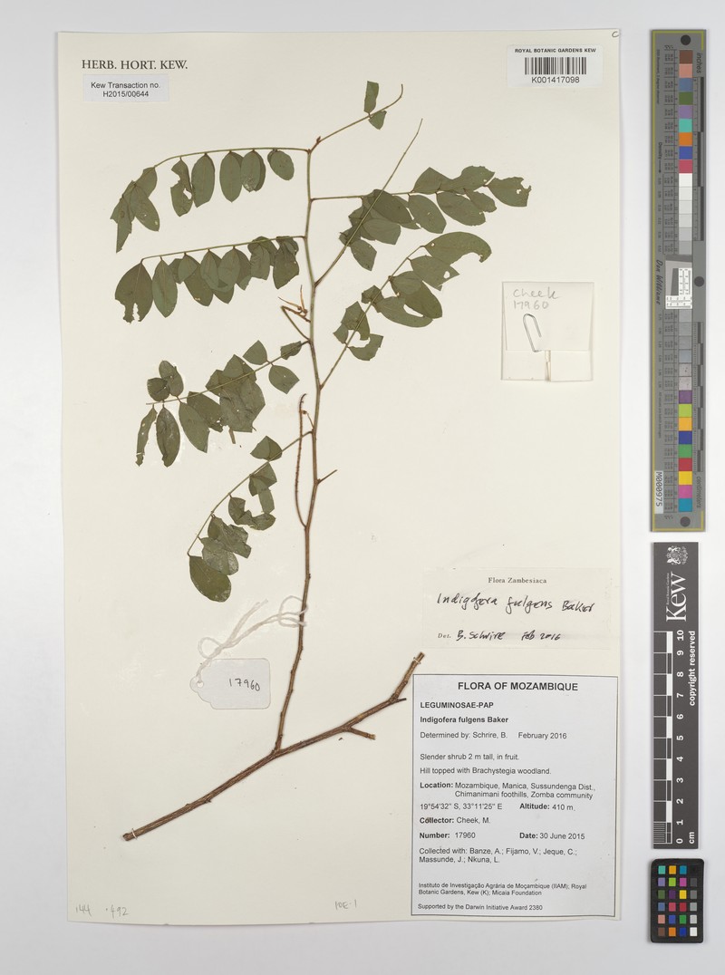 Indigofera fulgens subsp. fulgens photo 3