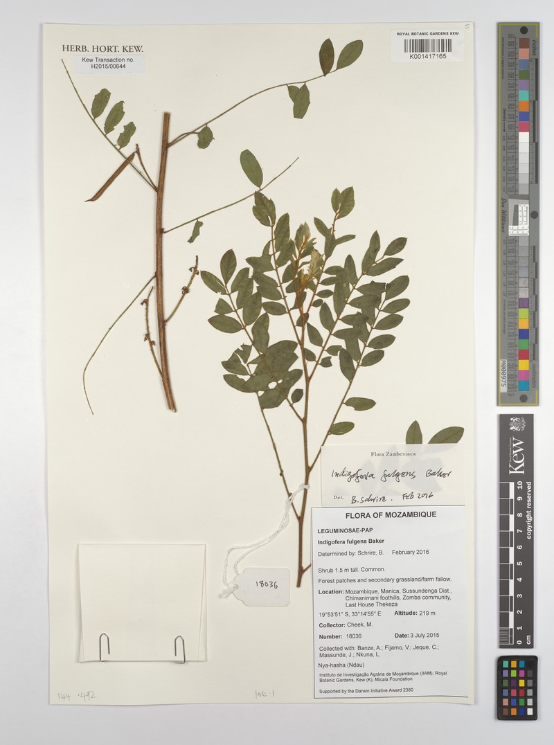 Indigofera fulgens subsp. fulgens photo 4