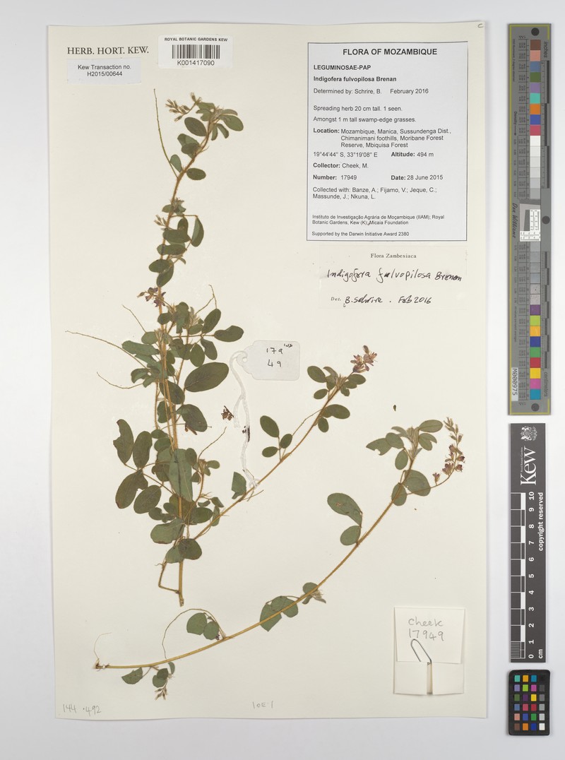 Indigofera fulvopilosa photo 2