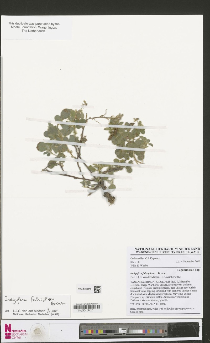 Indigofera fulvopilosa photo 3