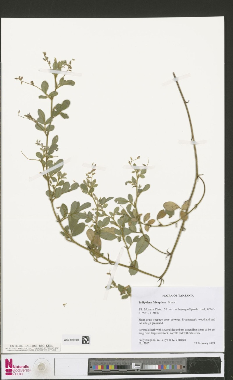 Indigofera fulvopilosa photo 4