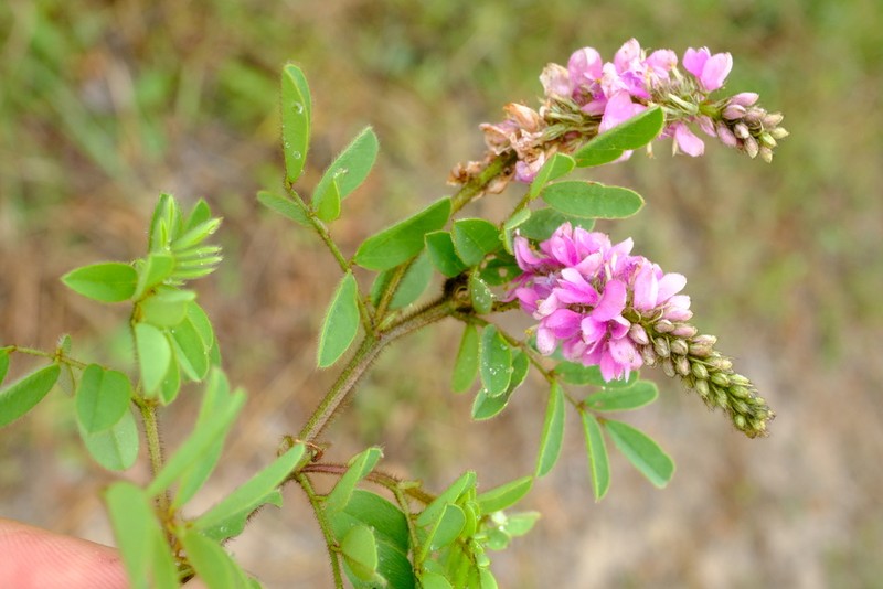 Indigofera fuscobarbata