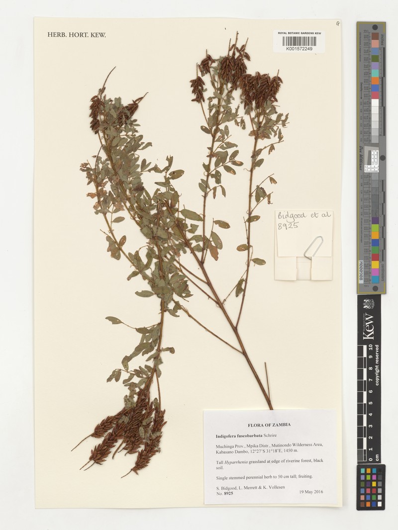 Indigofera fuscobarbata photo 2