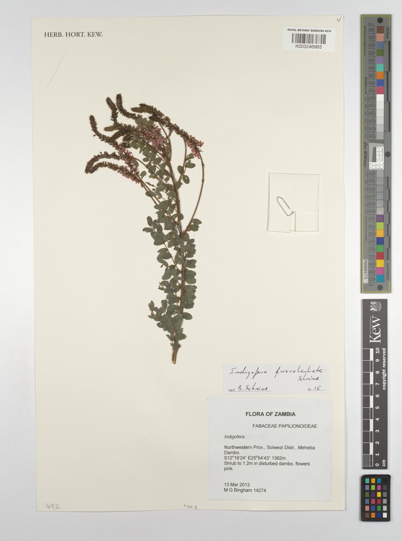 Indigofera fuscobarbata photo 3