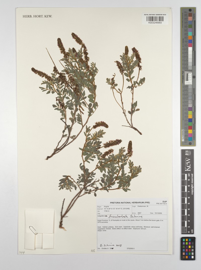 Indigofera fuscobarbata photo 4