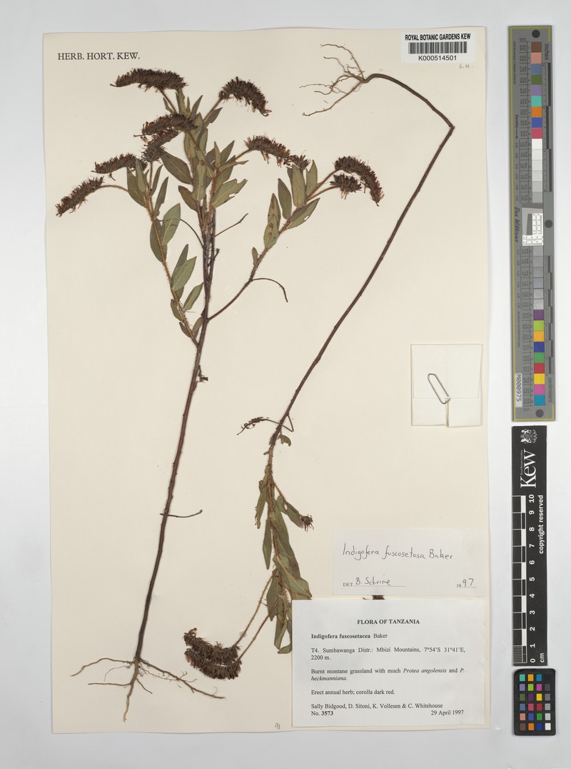 Indigofera fuscosetosa