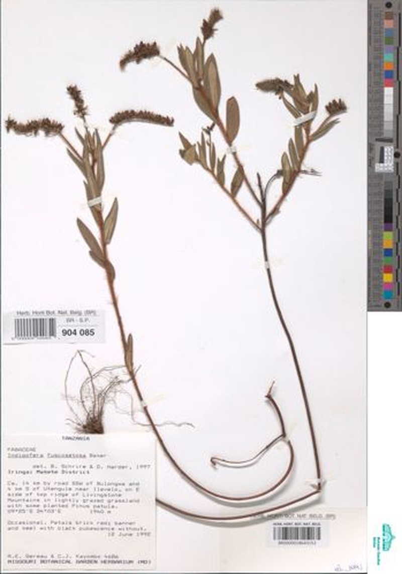 Indigofera fuscosetosa photo 2