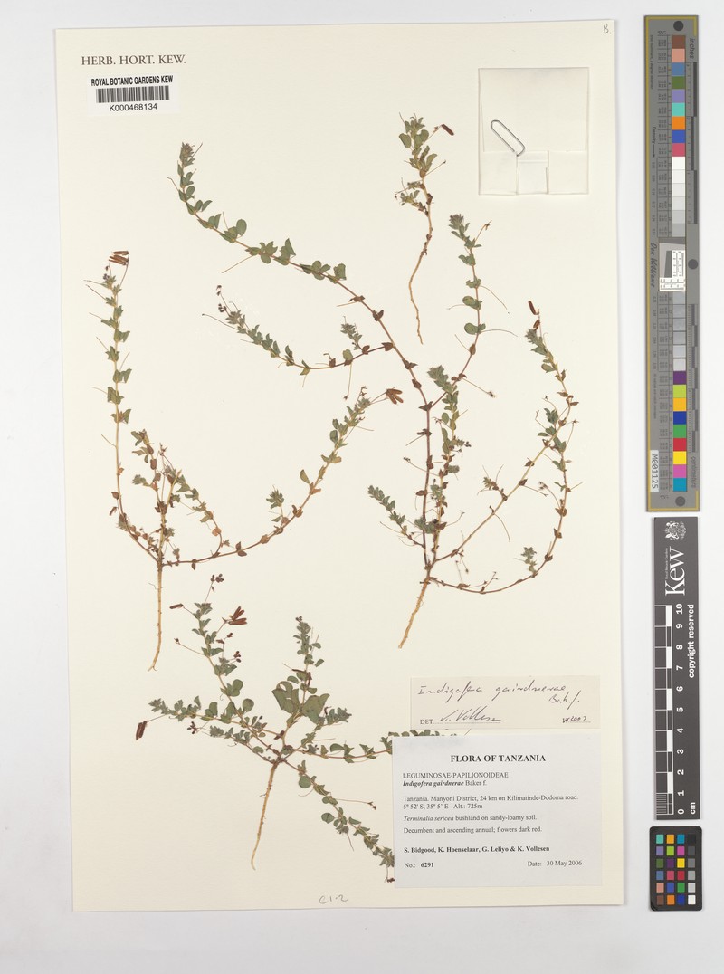 Indigofera gairdnerae photo 2