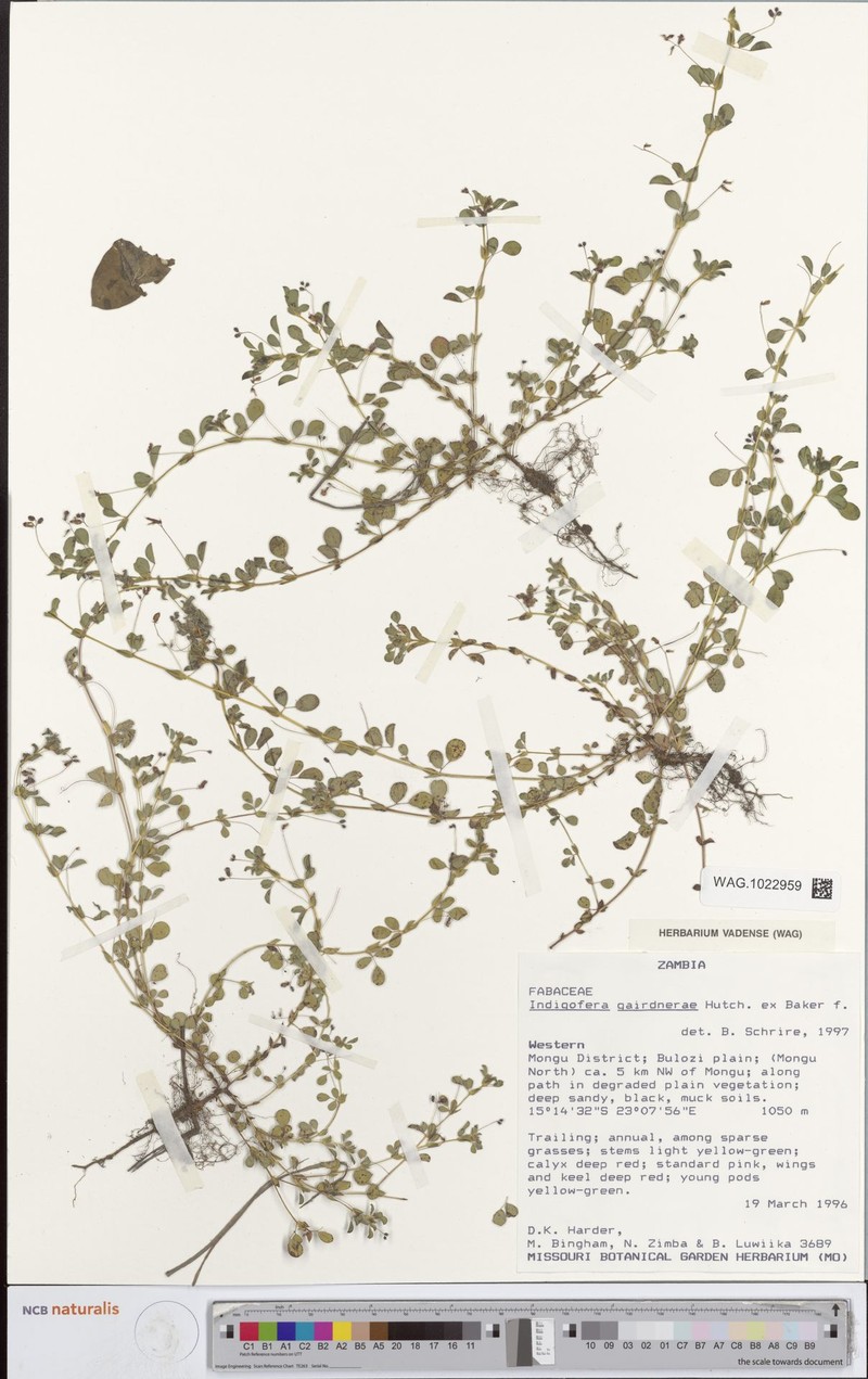 Indigofera gairdnerae photo 3