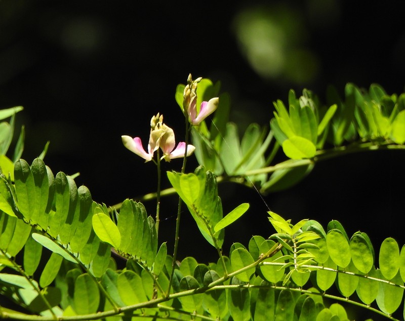 Indigofera galegoides