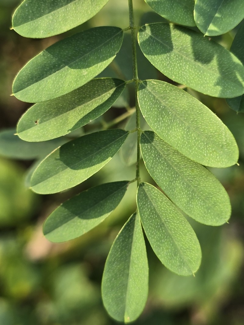 Indigofera galegoides photo 2