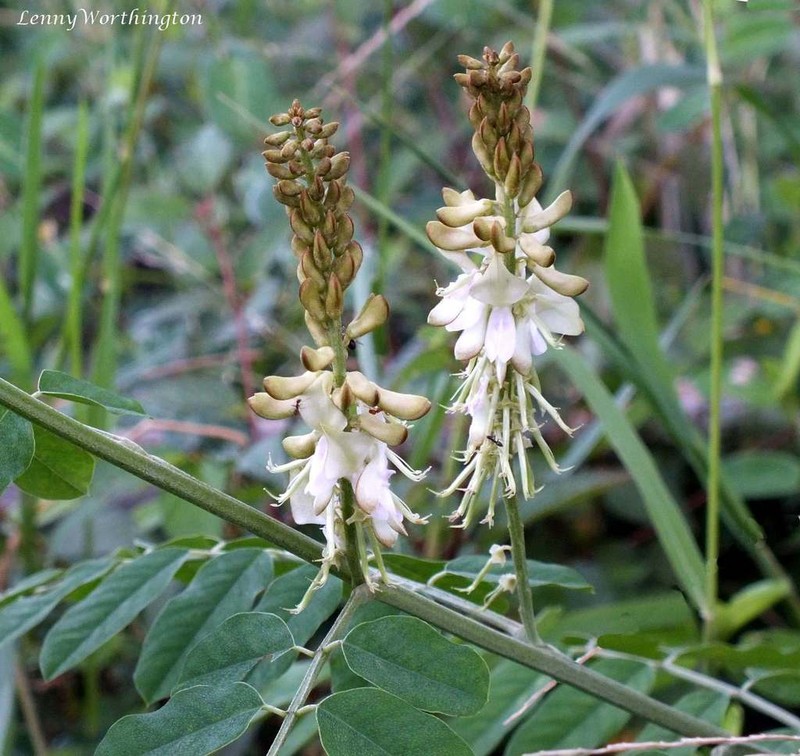 Indigofera galegoides photo 3
