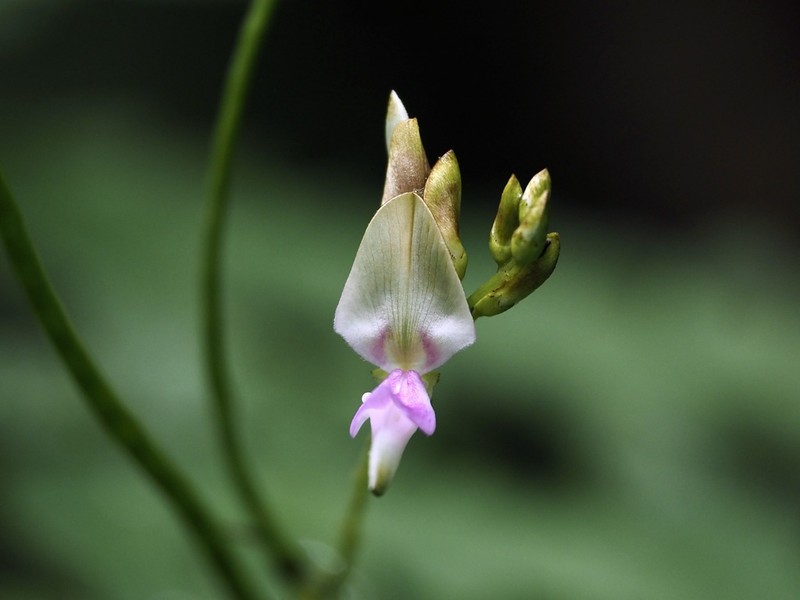Indigofera galegoides photo 4