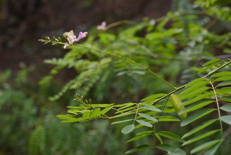 Indigofera galegoides photo 5