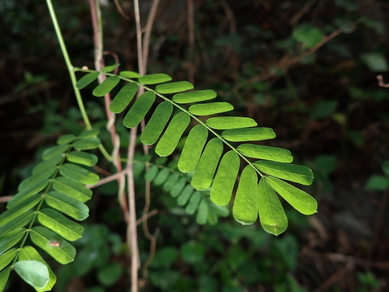 Indigofera galegoides photo 6