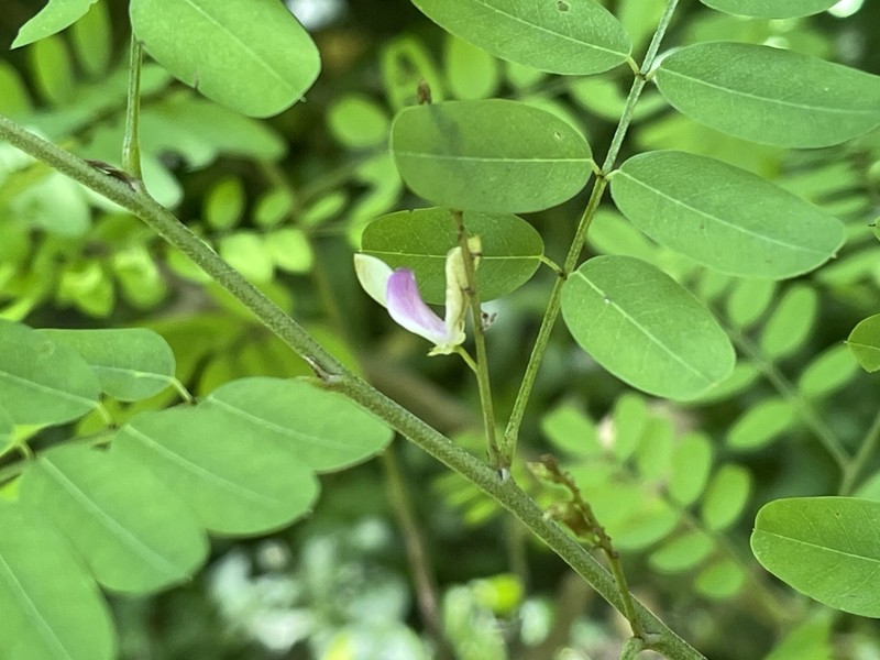 Indigofera galegoides photo 7