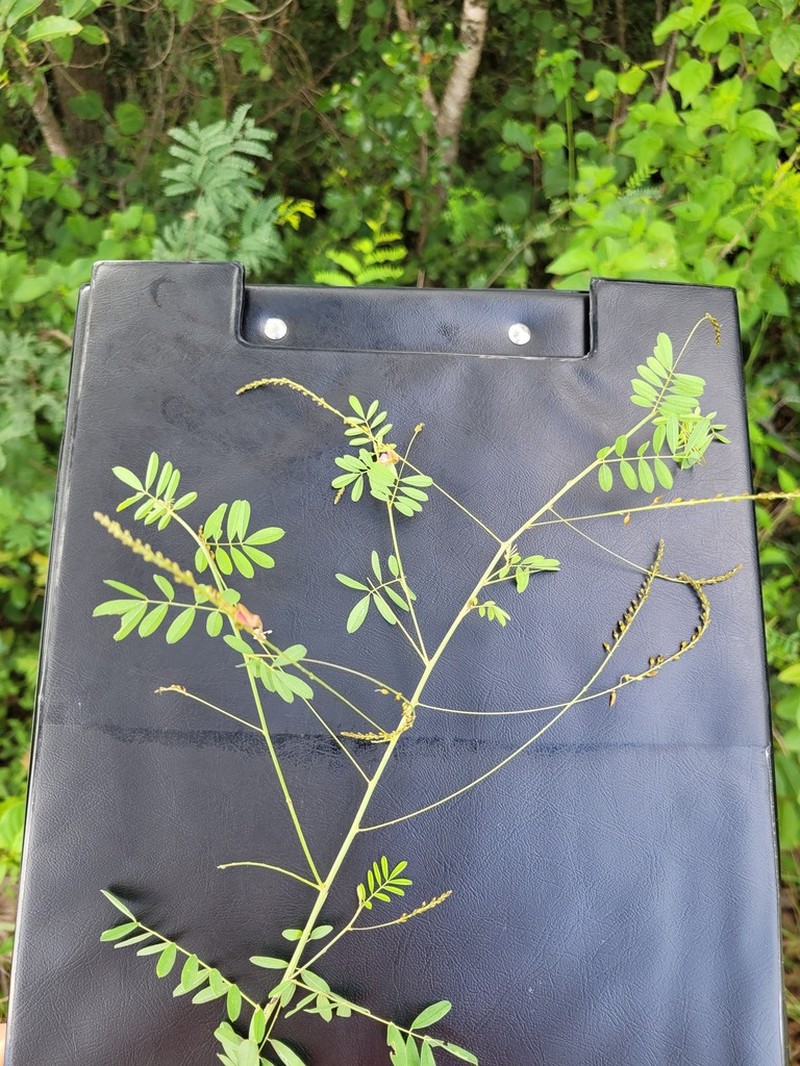 Indigofera galpinii