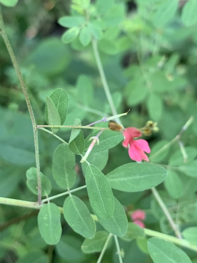 Indigofera galpinii photo 2