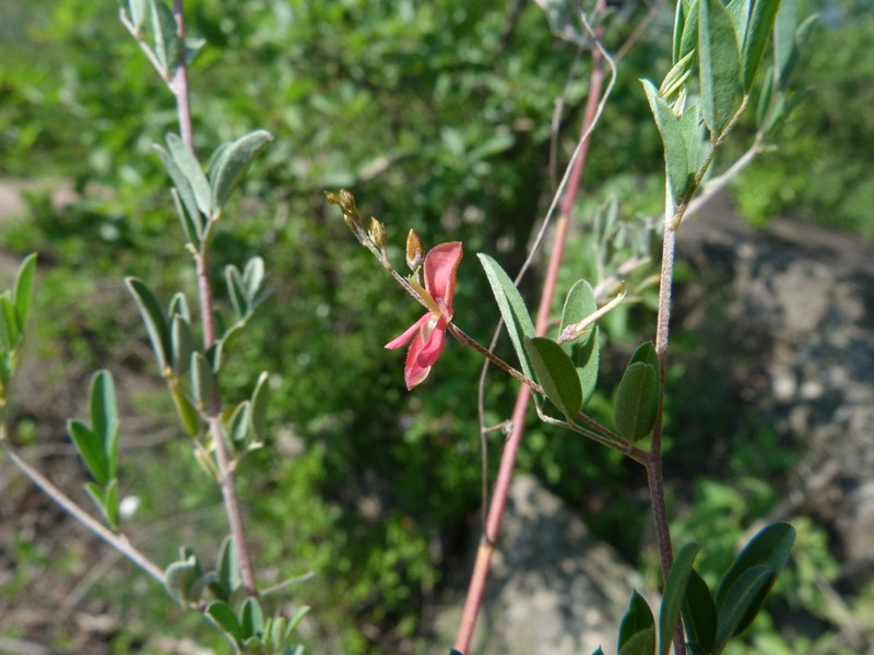 Indigofera galpinii photo 3