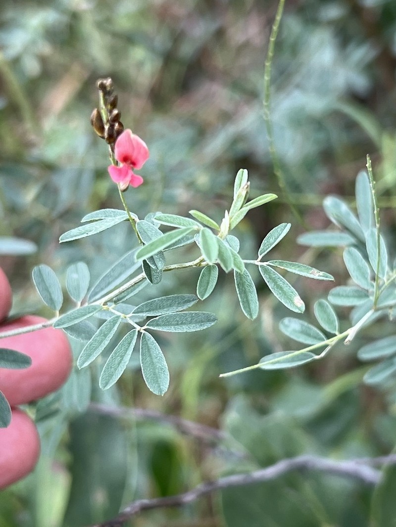 Indigofera galpinii photo 4