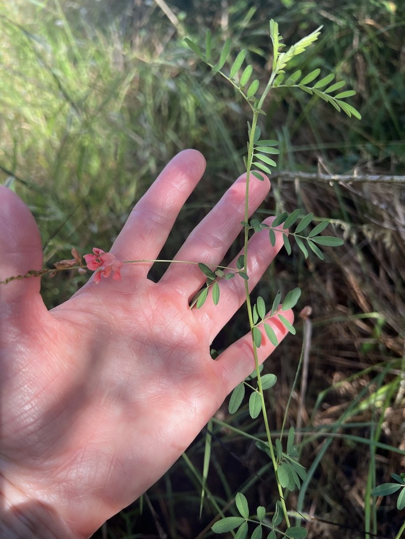 Indigofera galpinii photo 5