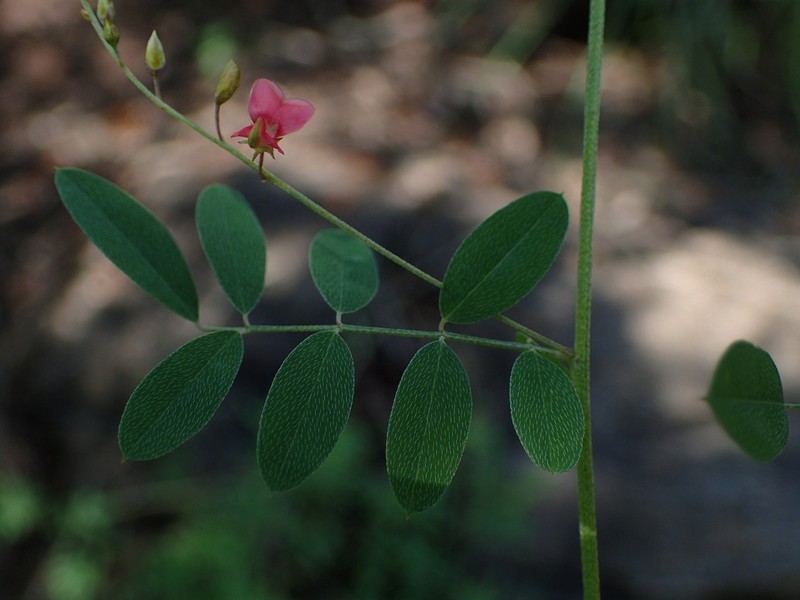 Indigofera galpinii photo 6