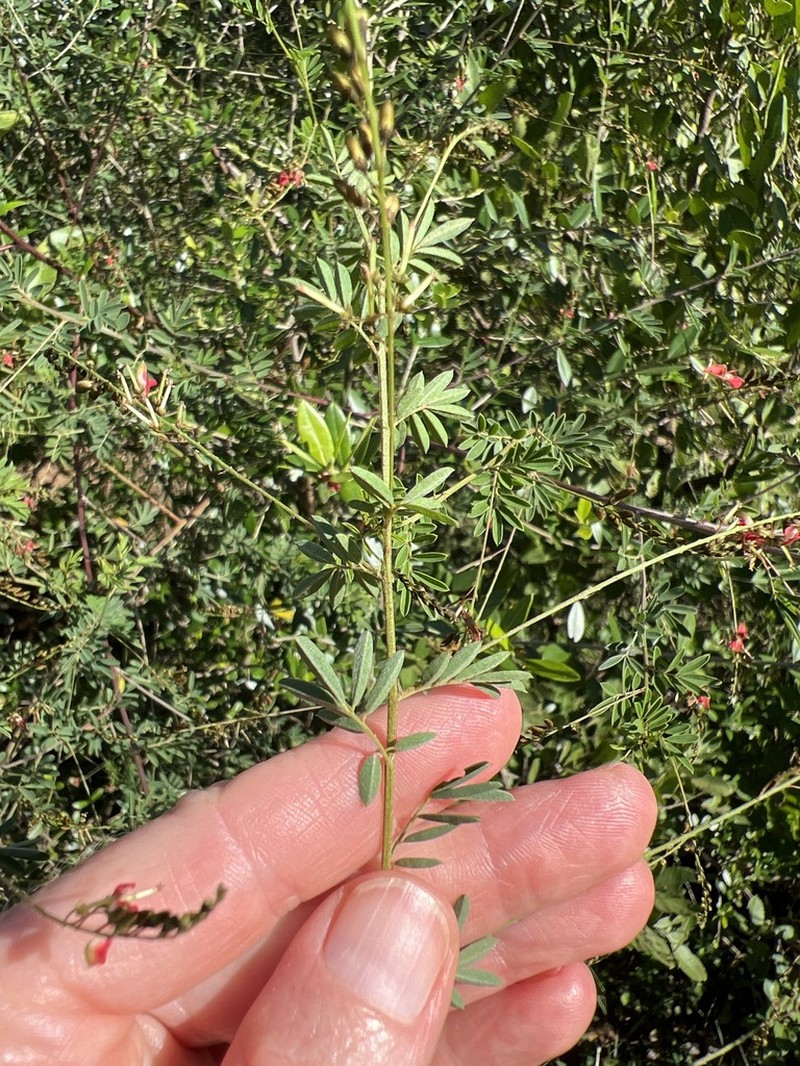 Indigofera galpinii photo 7