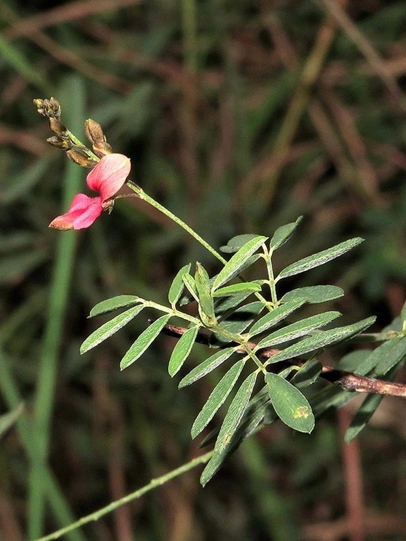Indigofera galpinii photo 8