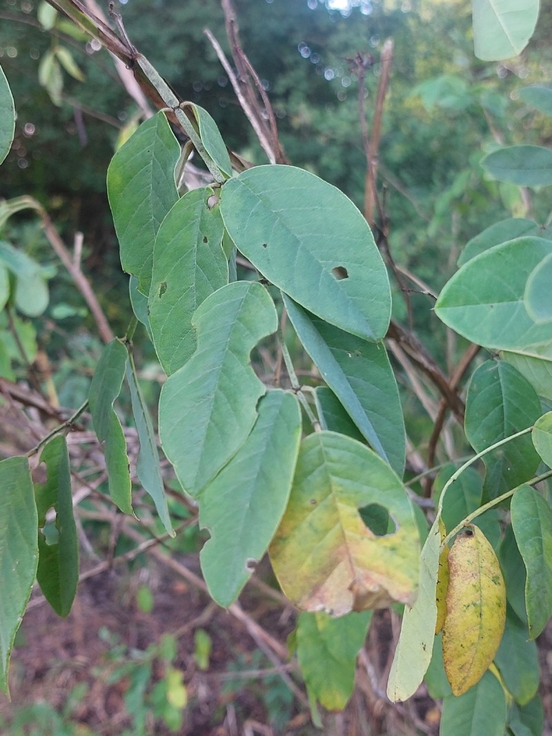 Indigofera garckeana photo 2