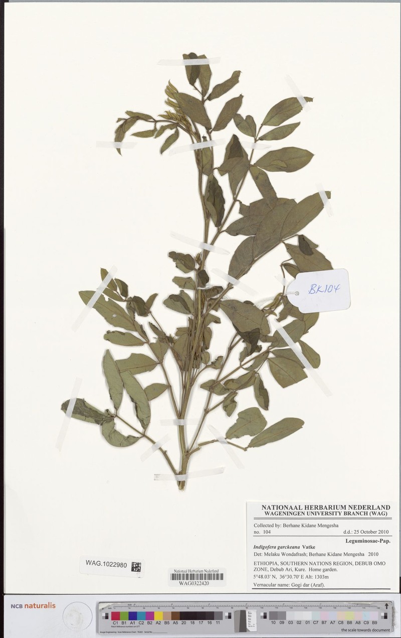 Indigofera garckeana photo 3
