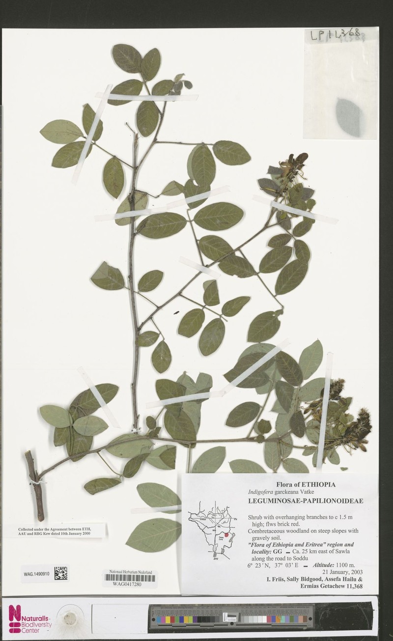 Indigofera garckeana photo 4