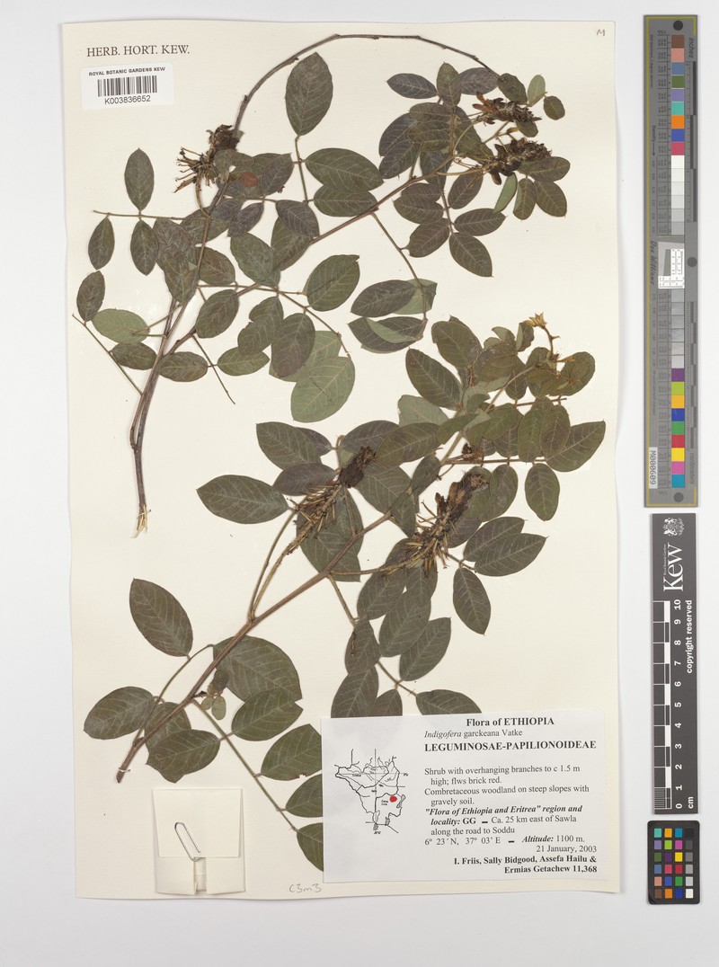 Indigofera garckeana photo 5