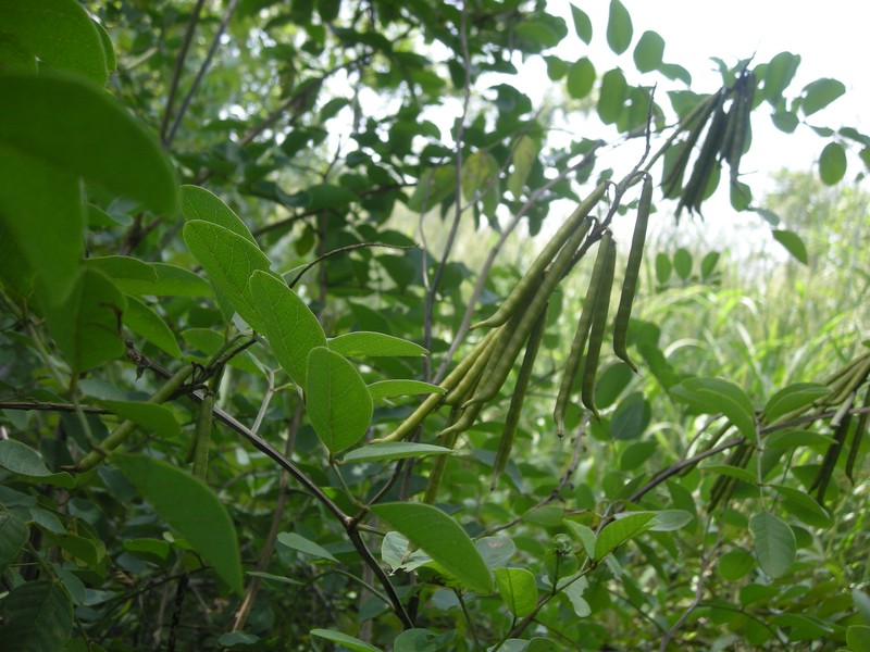 Indigofera garckeana