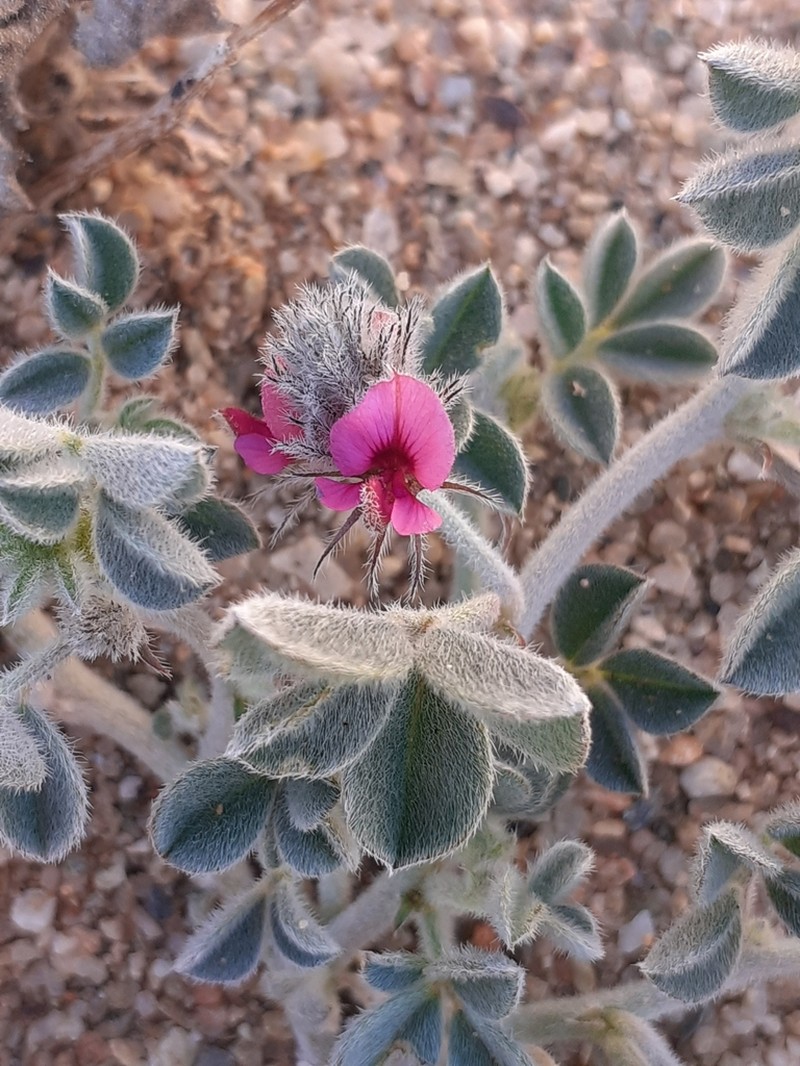 Indigofera gariepensis