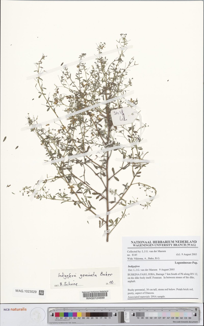Indigofera geminata photo 2