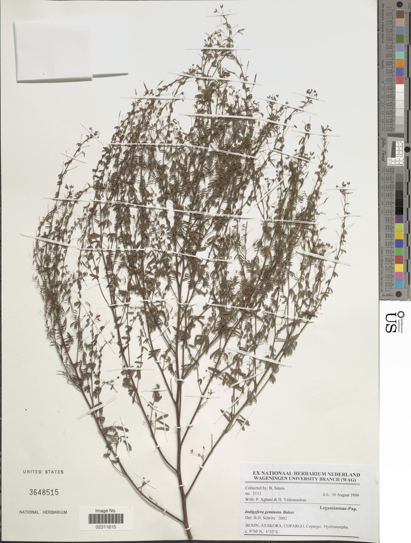 Indigofera geminata