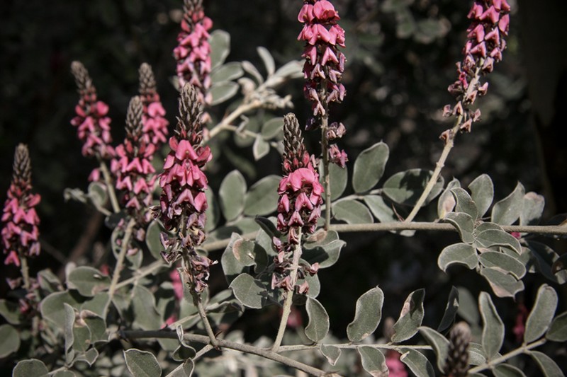 Indigofera georgei